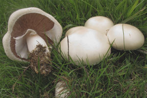 Field champignon