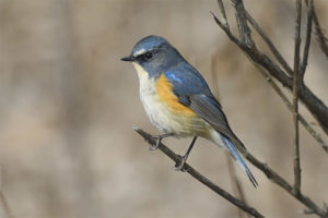 Bluetail