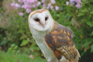 Barn owl