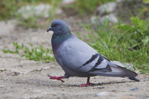 Rocky dove