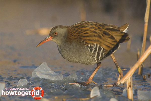 Habitat Water Cowgirl