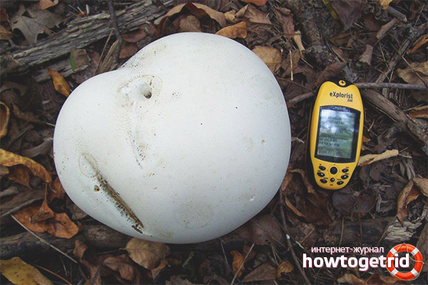 Golovacha giant growing environment