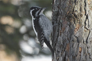 Three-toed woodpecker