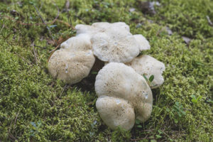 Sheep fungus