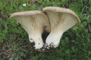 Royal oyster mushroom