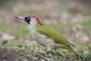 Green woodpecker