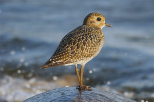 Golden Plover