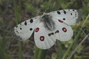 Butterfly apollo