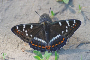 Butterfly ribbon