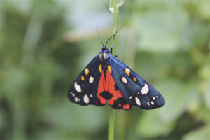 Dipper butterfly