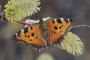 Butterfly flower