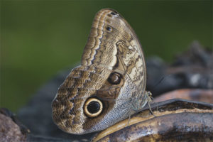 Owl butterfly