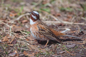 White-cap Bunting