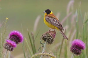 Black-headed oatmeal