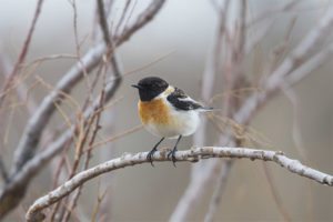 Black-headed mint