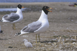 Black-headed laughter