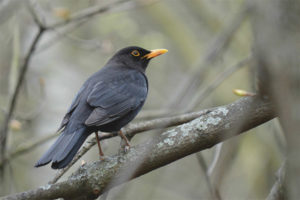 Blackbird