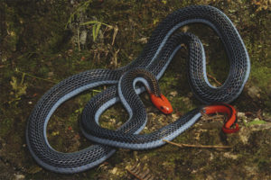 Bipartite glandular snake