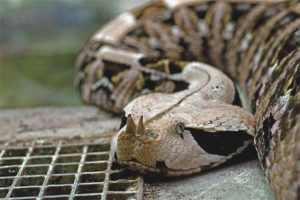 Gabon viper