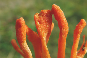 Cordyceps military