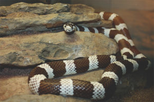 King snake