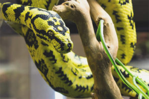 Carpet python