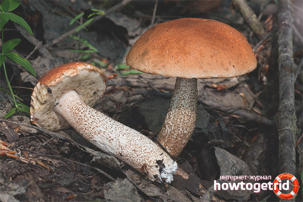 Leccinum aurantiacum