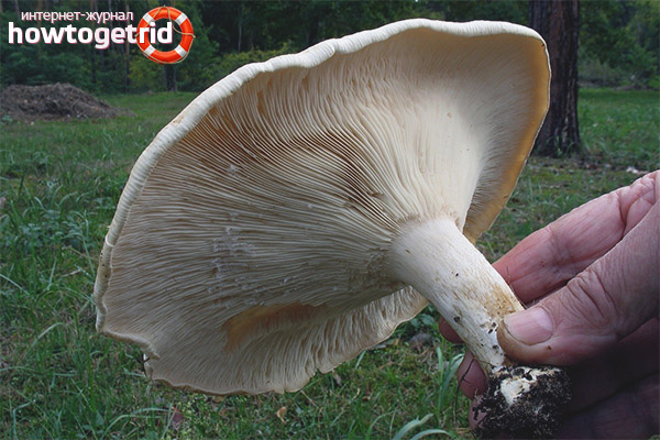 The healing properties of the giant talker