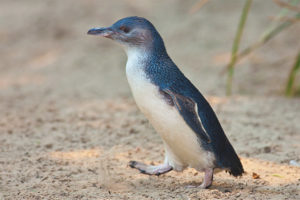 Little penguin