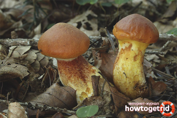 Medical Properties of Larch Lubricator