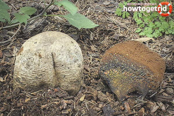 Features of pisolithus dyeing