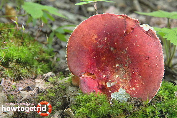 Features of russula pink