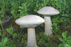 White boletus