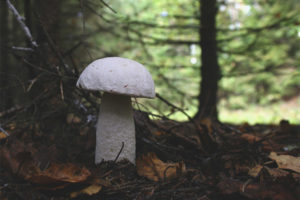 Boletus white