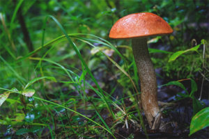 Red boletus