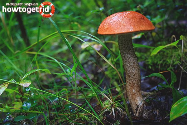 Red boletus