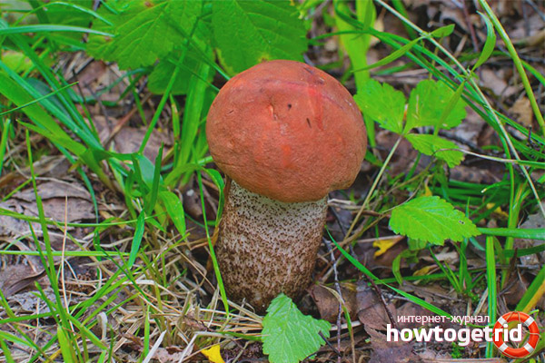 The benefits of boletus