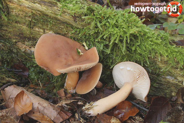 L'utilisation de la rubéole en cuisine