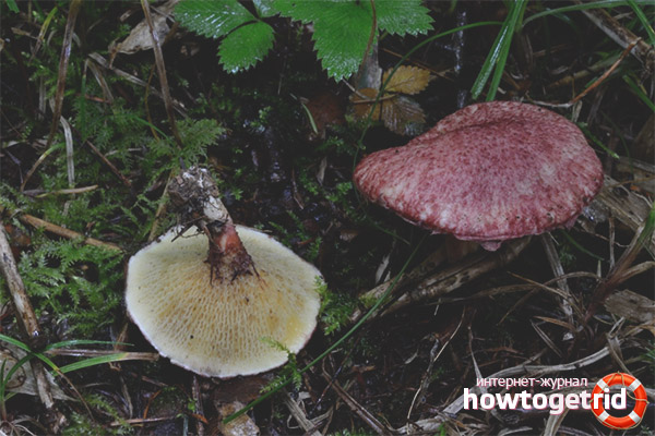 Varieties of swamp marsh