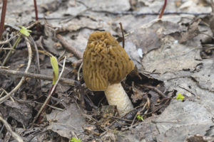 Morel hat