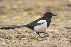 Magpie