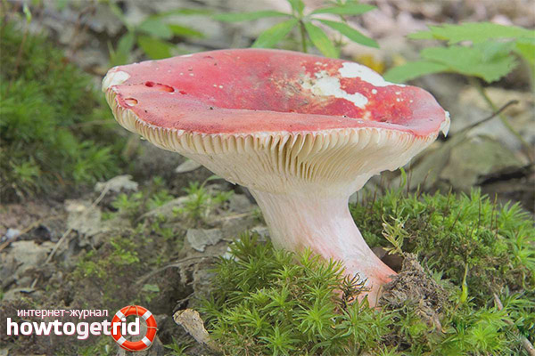 Russula pink