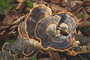 Trametes multicolored