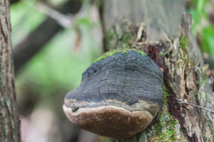 Tinder fungus