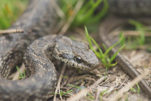 Patterned snake