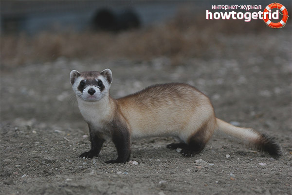 American ferret