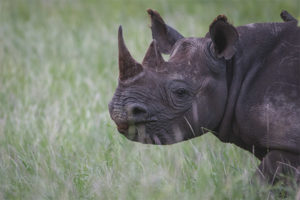 Black rhino