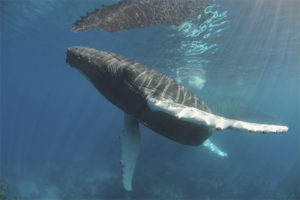 Humpback whale