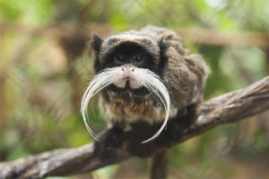 Imperial tamarin