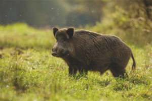 Boar